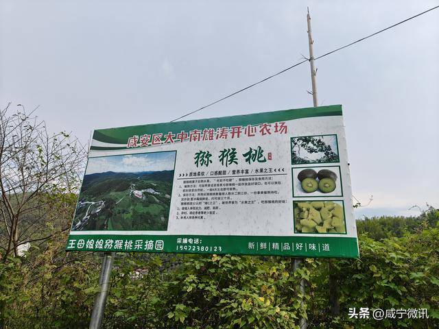 回乡创业能人徐世雄：种植猕猴桃铺就致富路